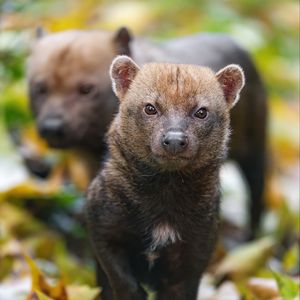 Preview wallpaper bush dog, forest, leaves, autumn, predator, animals