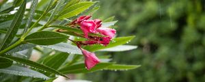 Preview wallpaper bush, flower, petals, leaves, rain, drops, macro