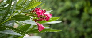 Preview wallpaper bush, flower, petals, leaves, rain, drops, macro