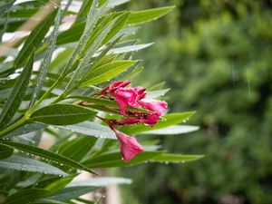 Preview wallpaper bush, flower, petals, leaves, rain, drops, macro