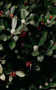 Preview wallpaper bush, flowers, berries, leaves, plant, macro