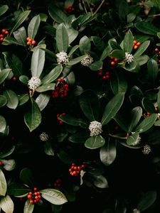 Preview wallpaper bush, flowers, berries, leaves, plant, macro