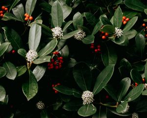 Preview wallpaper bush, flowers, berries, leaves, plant, macro