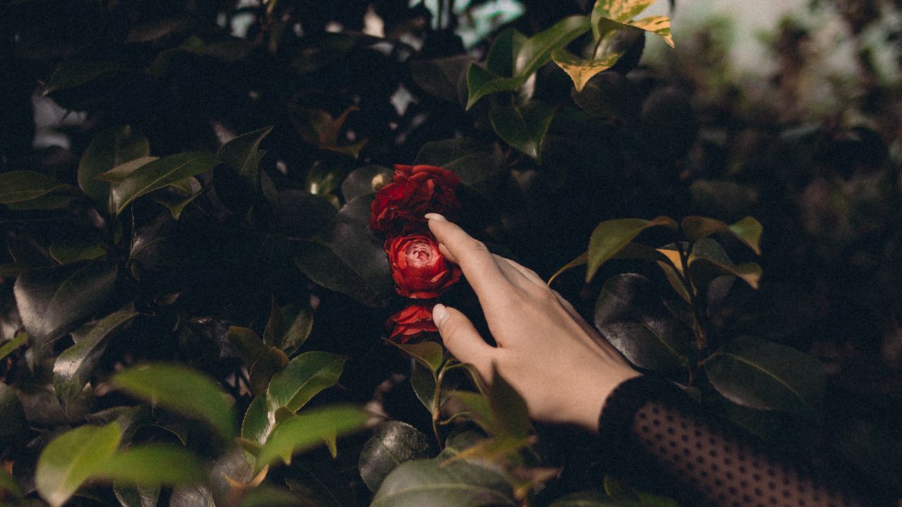 Wallpaper bush, flowers, leaves, hand, touch