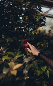 Preview wallpaper bush, flowers, leaves, hand, touch