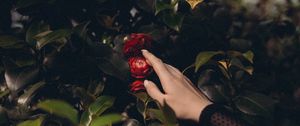 Preview wallpaper bush, flowers, leaves, hand, touch