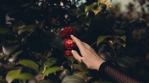 Preview wallpaper bush, flowers, leaves, hand, touch