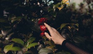 Preview wallpaper bush, flowers, leaves, hand, touch