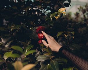 Preview wallpaper bush, flowers, leaves, hand, touch