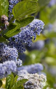 Preview wallpaper bush, flowers, leaves, blue, macro