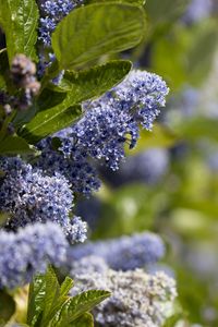 Preview wallpaper bush, flowers, leaves, blue, macro