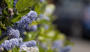 Preview wallpaper bush, flowers, leaves, blue, macro