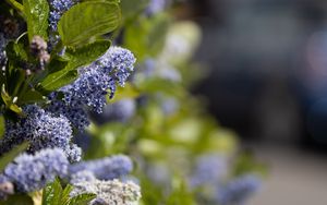Preview wallpaper bush, flowers, leaves, blue, macro