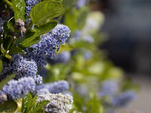 Preview wallpaper bush, flowers, leaves, blue, macro