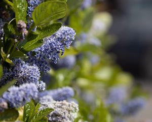 Preview wallpaper bush, flowers, leaves, blue, macro