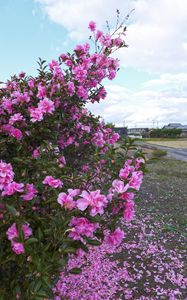 Preview wallpaper bush, flowers, petals, pink