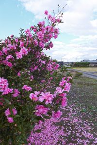 Preview wallpaper bush, flowers, petals, pink