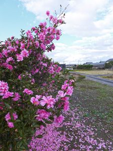 Preview wallpaper bush, flowers, petals, pink