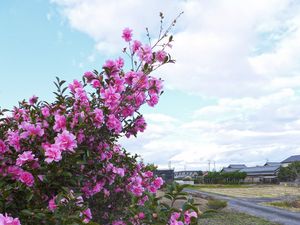 Preview wallpaper bush, flowers, petals, pink