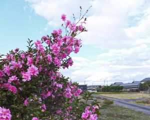 Preview wallpaper bush, flowers, petals, pink