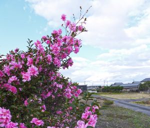 Preview wallpaper bush, flowers, petals, pink