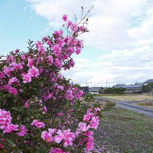 Preview wallpaper bush, flowers, petals, pink