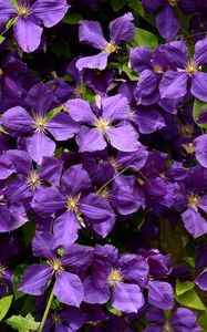 Preview wallpaper bush, flowers, petals, purple, macro