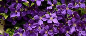 Preview wallpaper bush, flowers, petals, purple, macro