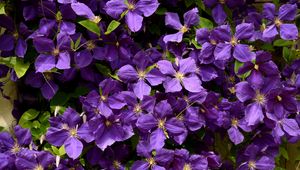Preview wallpaper bush, flowers, petals, purple, macro