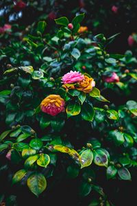 Preview wallpaper bush, flowers, pink, green, bloom, garden