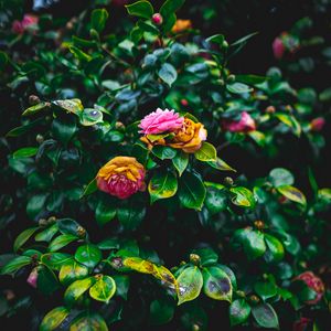 Preview wallpaper bush, flowers, pink, green, bloom, garden
