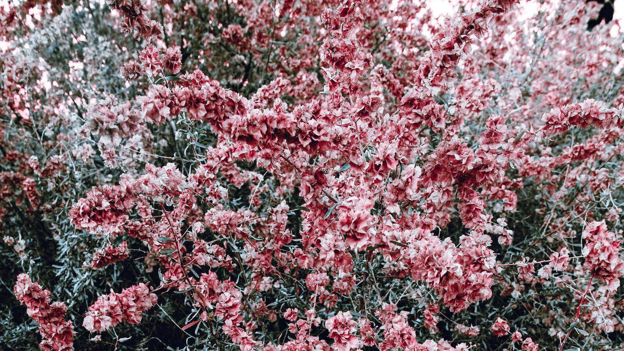 Wallpaper bush, flowers, pink, plant, bloom