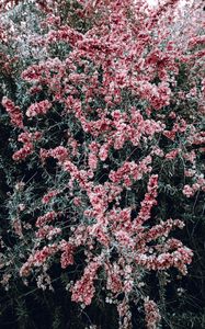 Preview wallpaper bush, flowers, pink, plant, bloom