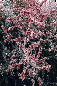 Preview wallpaper bush, flowers, pink, plant, bloom