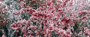 Preview wallpaper bush, flowers, pink, plant, bloom