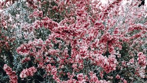 Preview wallpaper bush, flowers, pink, plant, bloom