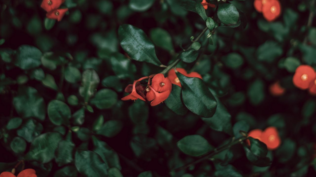 Wallpaper bush, flowers, red, plant, macro