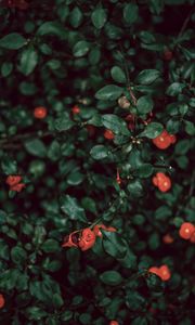 Preview wallpaper bush, flowers, red, plant, macro