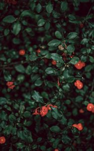 Preview wallpaper bush, flowers, red, plant, macro