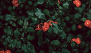 Preview wallpaper bush, flowers, red, plant, macro