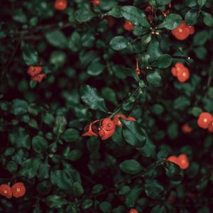 Preview wallpaper bush, flowers, red, plant, macro