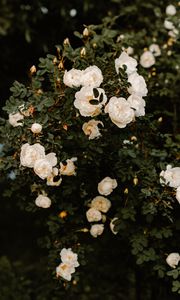 Preview wallpaper bush, flowers, roses, white, plant