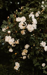 Preview wallpaper bush, flowers, roses, white, plant