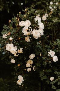 Preview wallpaper bush, flowers, roses, white, plant