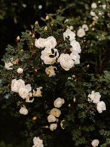 Preview wallpaper bush, flowers, roses, white, plant