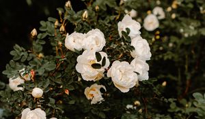 Preview wallpaper bush, flowers, roses, white, plant