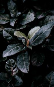 Preview wallpaper bush, foliage, dark, branches, leaves