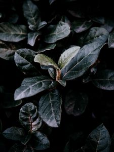 Preview wallpaper bush, foliage, dark, branches, leaves