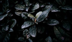 Preview wallpaper bush, foliage, dark, branches, leaves