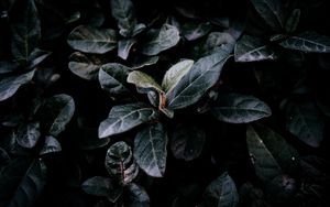 Preview wallpaper bush, foliage, dark, branches, leaves